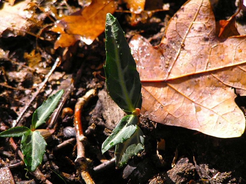 Striped wintergreen (Chimaphila maculata)