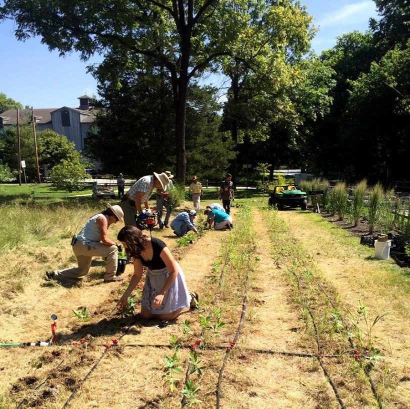 Planting in the butterfly garden