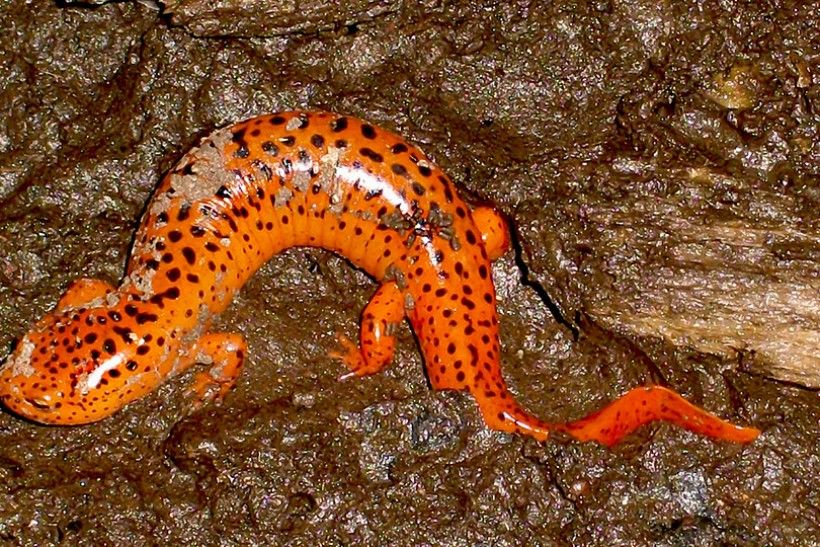 salamander