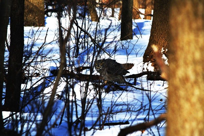 horned owl