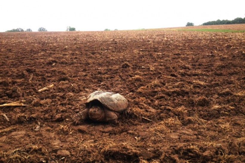 snapping turtle