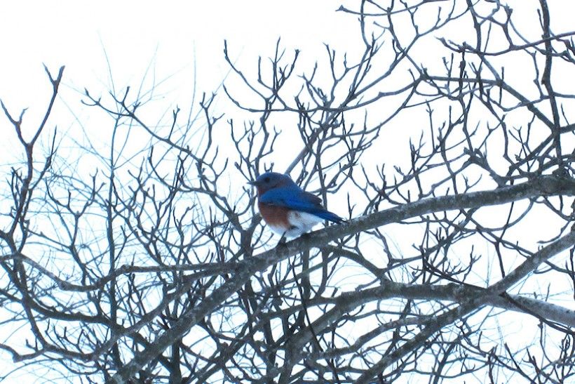 bluebird