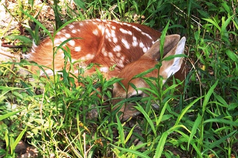 fawn