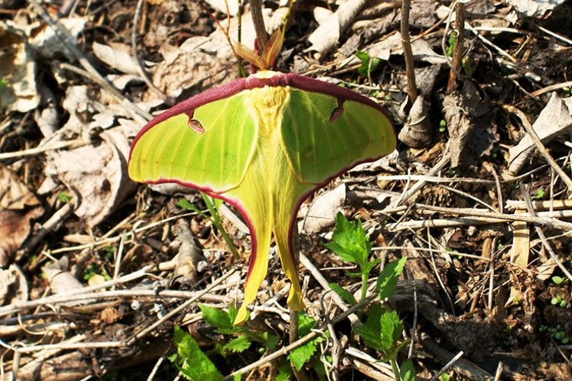 Luna Moth