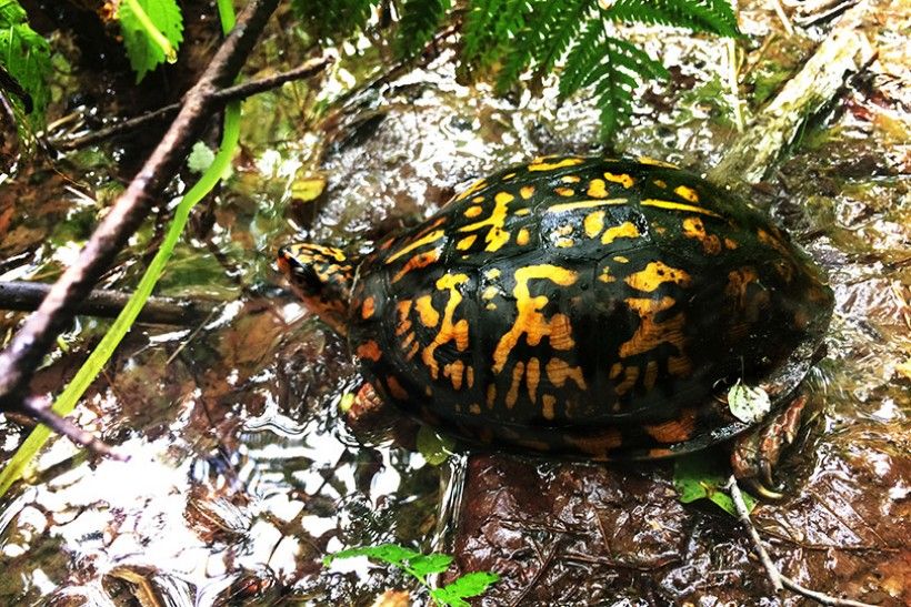 box turtle