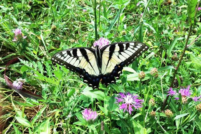 tiger swallowtail