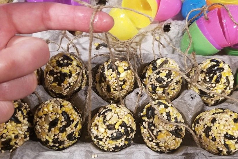 birdseed eggs