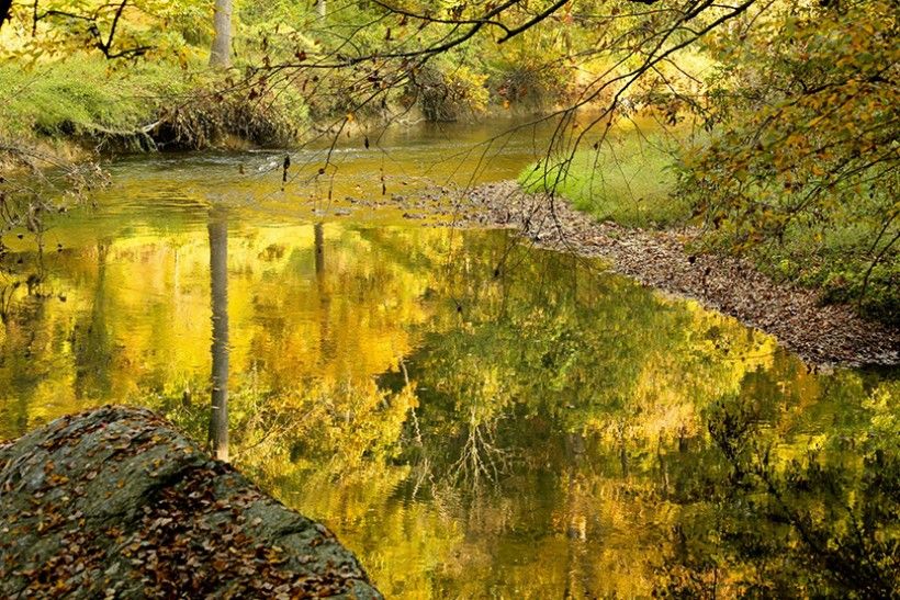 reflection of trees