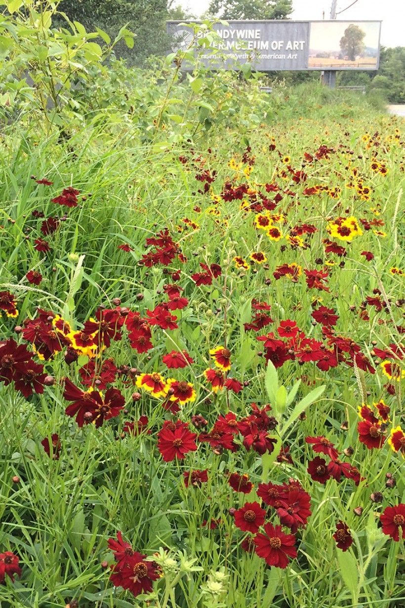 Route 1 garden in bloom