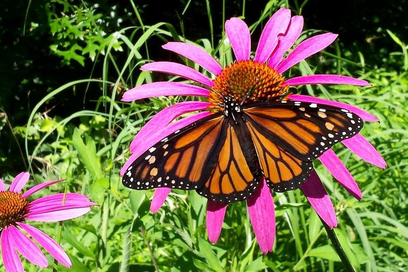 Butterfly on a Purple Coneflower (Echinacea purpurea).