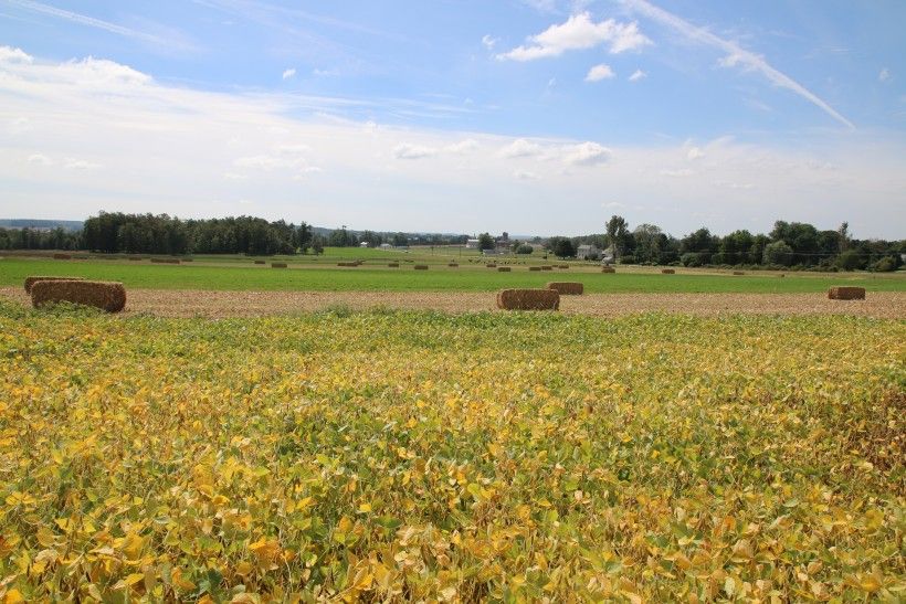 Farming landscape with hay bales