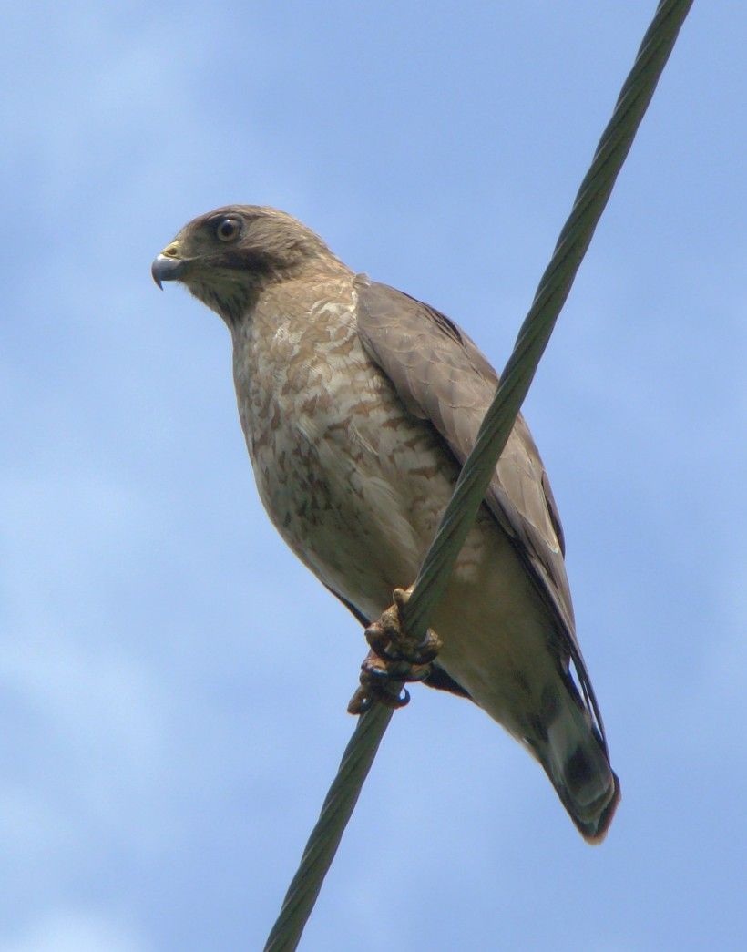 Photo: J. Sebastiani, manager at Ashland Nature Center in DE. 