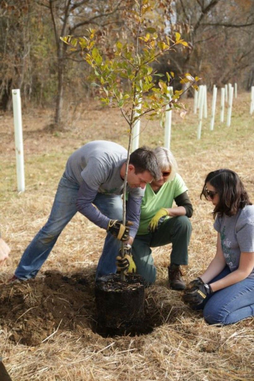 tree planting