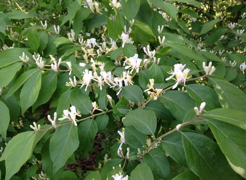 Bush honeysuckle (Lonicera spp. L.). Ryan Armbrust, Kansas Forest Service, Bugwood.org