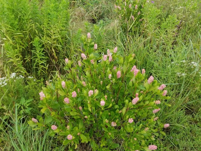 Sweet pepperbush