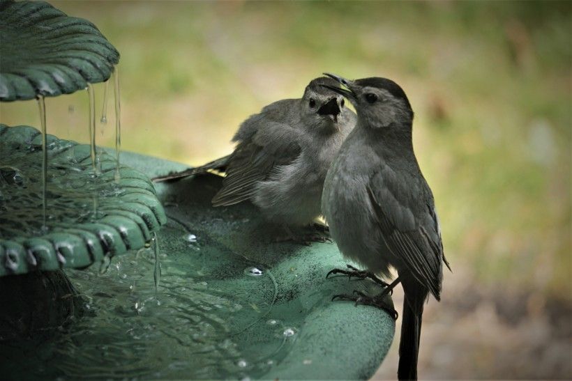 A catbird seems to scold its mate at this water fountain.