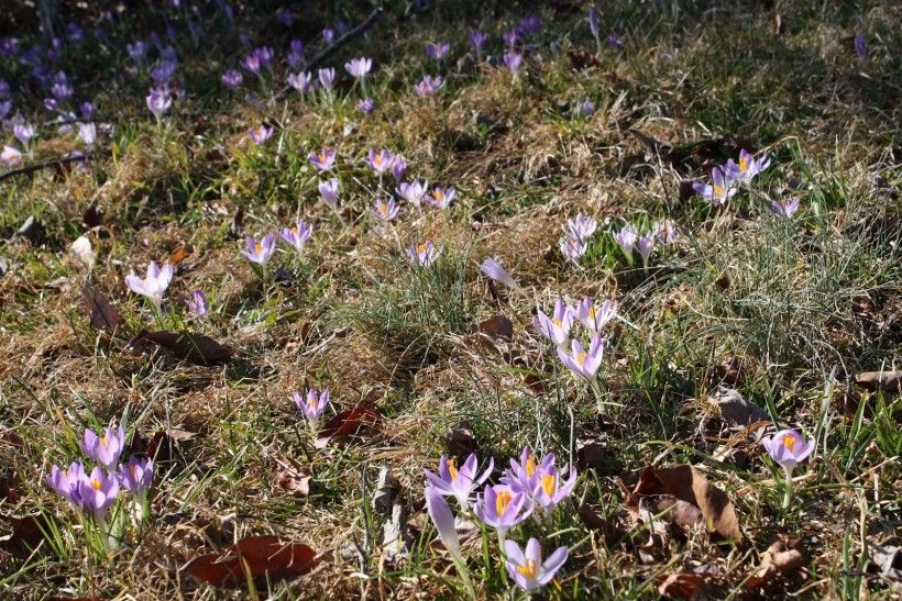 Though not native to our region, crocus is a common spring bulb and a harbinger of spring.	