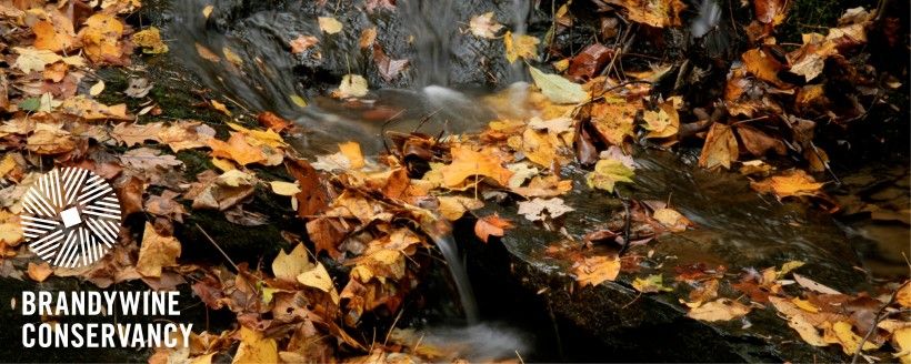Stream and fall leaves. Photo by Chuck Bowers
