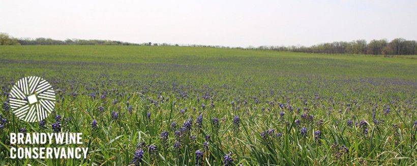 Birmingham Hill in spring