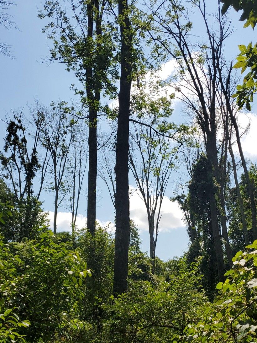 Ash decline is seen as thinning in the forest canopy. Photo by Kevin Fryberger.