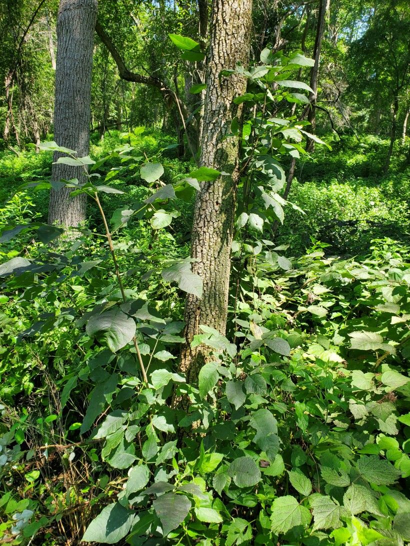 EAB-infested Ash tree resprouting. Photo by Kevin Fryberger.