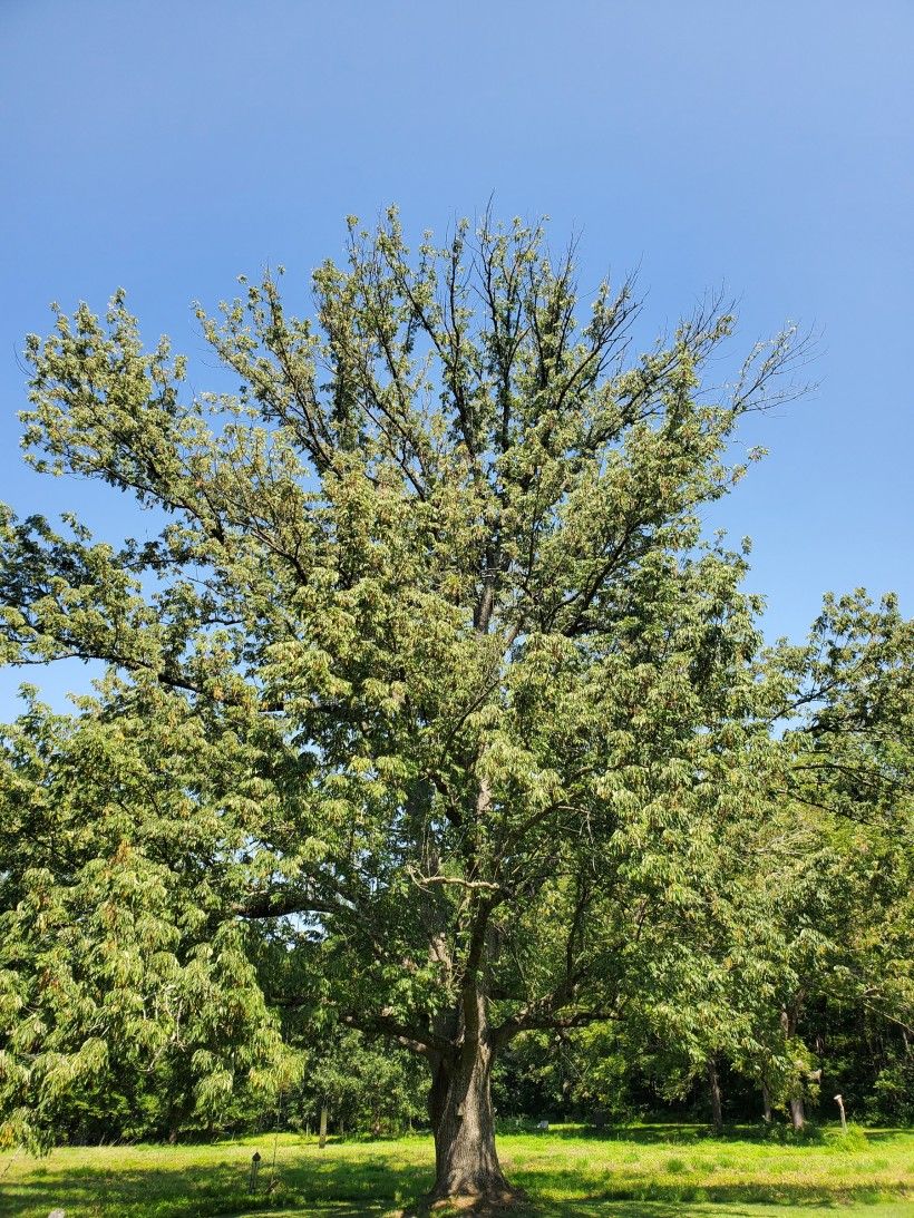 Tip decline in the canopy of a recently infested Ash tree. Photo by Kevin Fryberger.