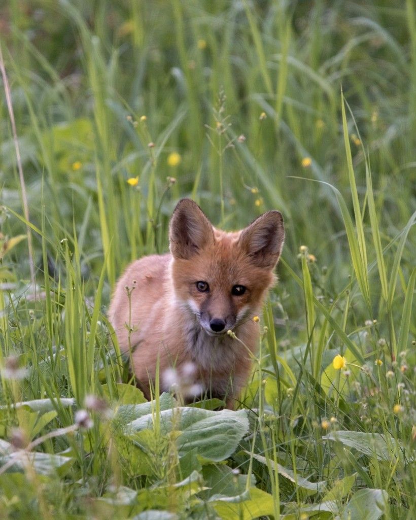 Other animals, like this red fox, use groundhogs' burrows as a home. Photo (c) sorenleif via iNaturalist. Some rights reserved (CC-BY-NC).