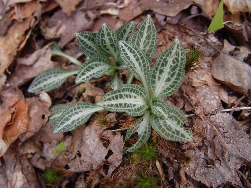 Leaves of Downy rattlesnake-plaintain (Goodyera pubescens). By Donald Cameron. Copyright © 2020 Donald Cameron