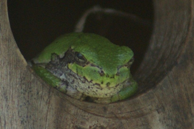 Gray Treefrog