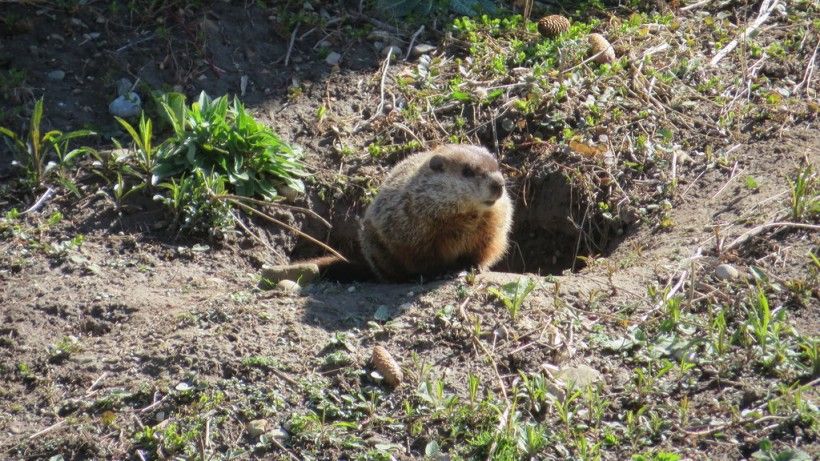 Groundhog emerging from its hole. Photo (c) Natalie via iNaturalist. Some rights reserved (CC BY-NC).