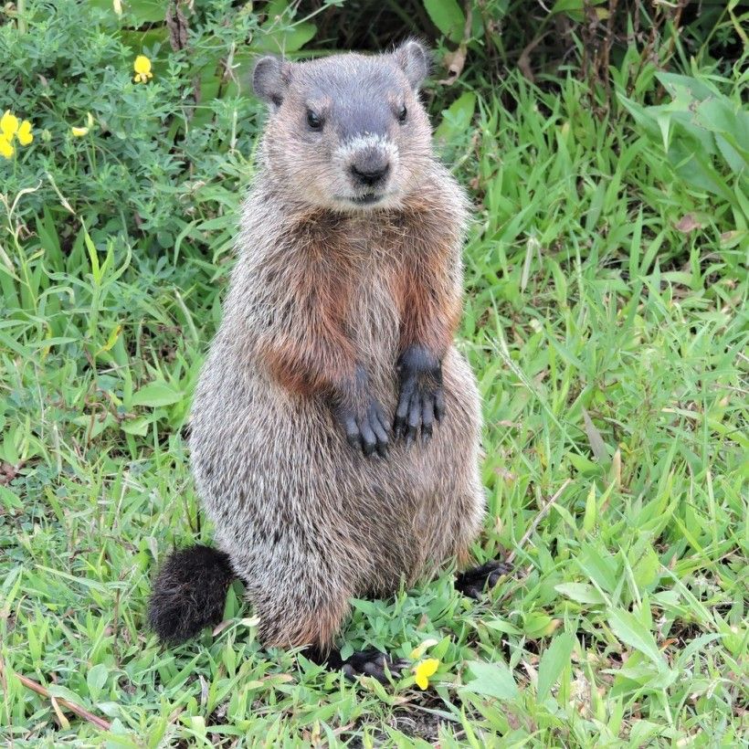 Groundhog standing upright. Photo (c) iwalk via iNaturalist. Some rights reserved (CC BY-NC).
