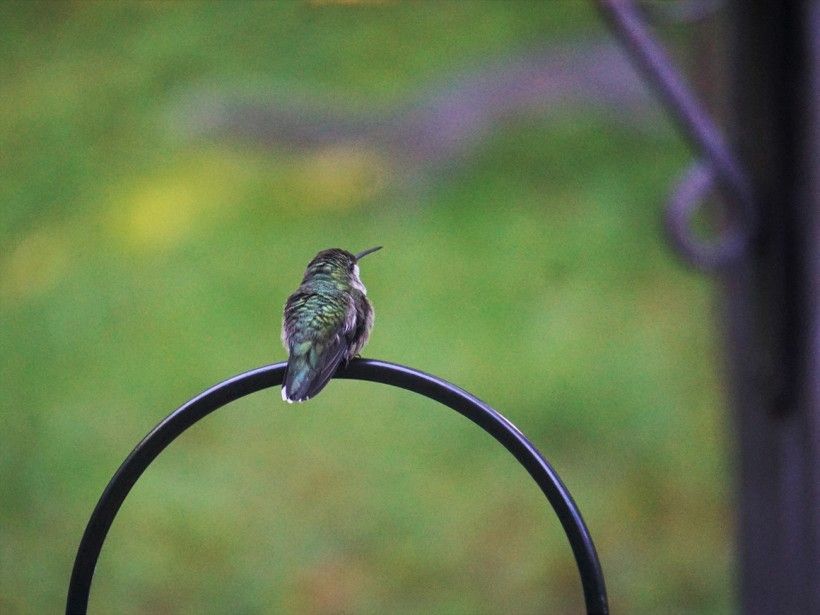 Hummingbird