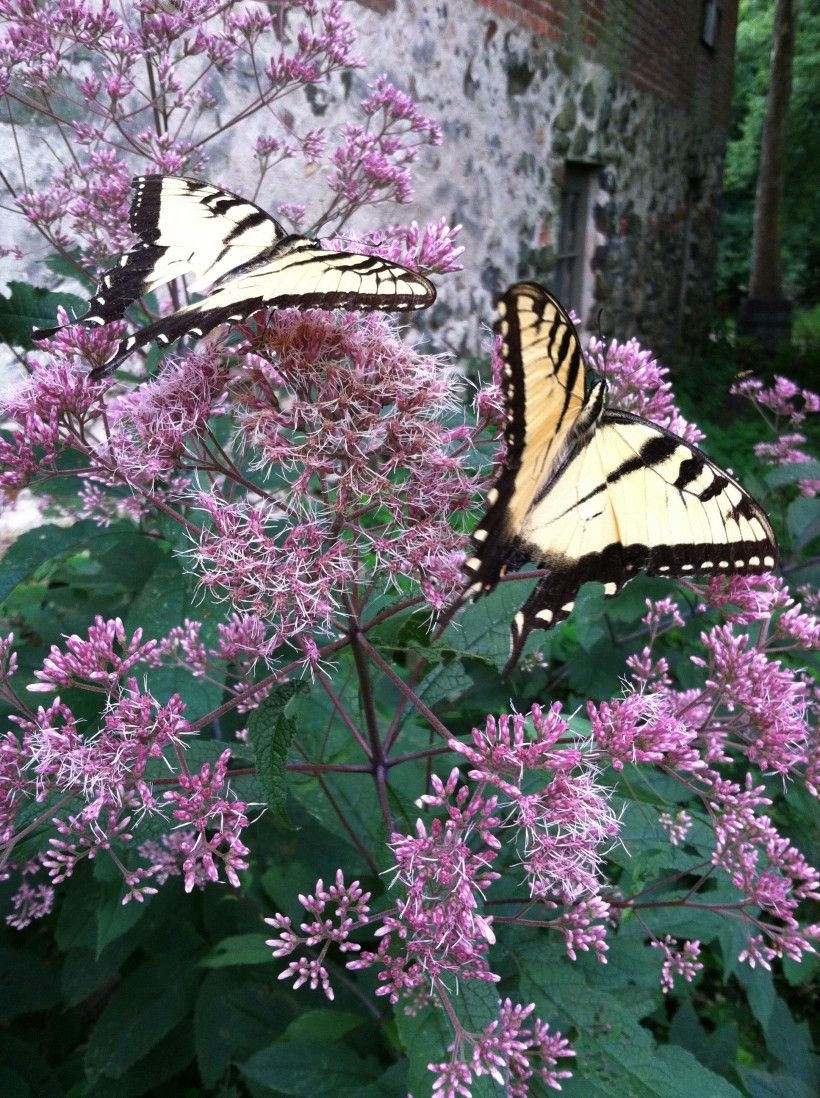 Tiger swallowtail butterflies love the Joe-Pye.