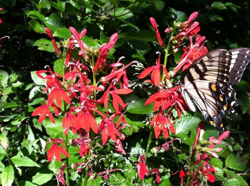 Eastern Tiger Swallowtails on a Lobelia.Photograph by John Buckley