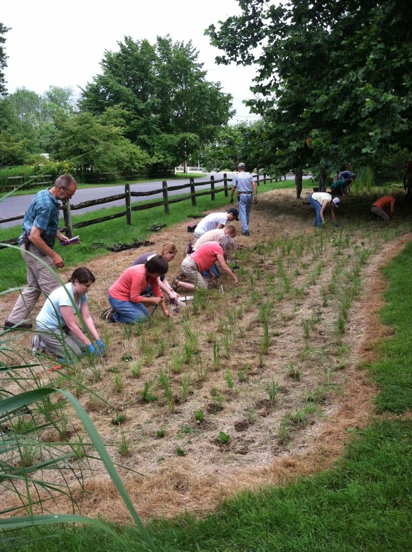 Transformation: Horticultural Coordinator, Mark Gormel, left, leads the charge to change a turf area into a garden full of native grasses and wildflowers.