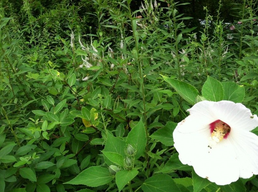 Crimson-Eyed Rose Mallow, Hibiscus moscheutos