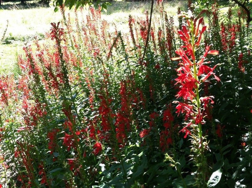 Cardinal flowers (Lobelia cardinalis). Photograph by John Buckley