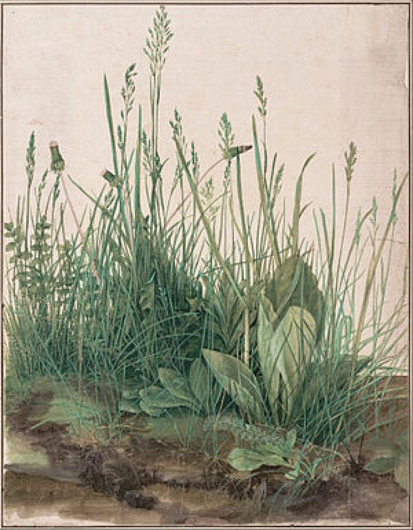 Albrecht Durer, “Great Piece of Turf,” 1503
