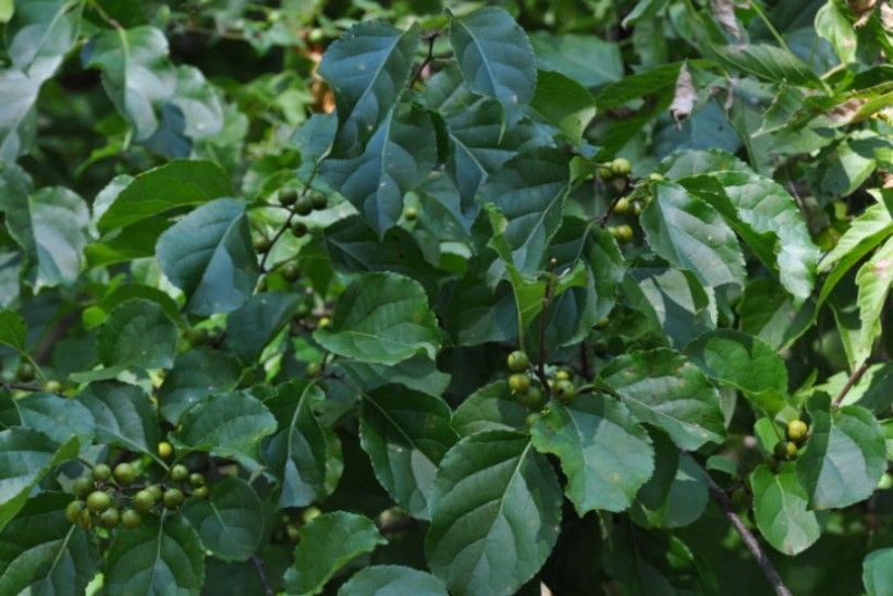 Oriental bittersweet, a common invasive plant, was targeted by the LEAF interns.