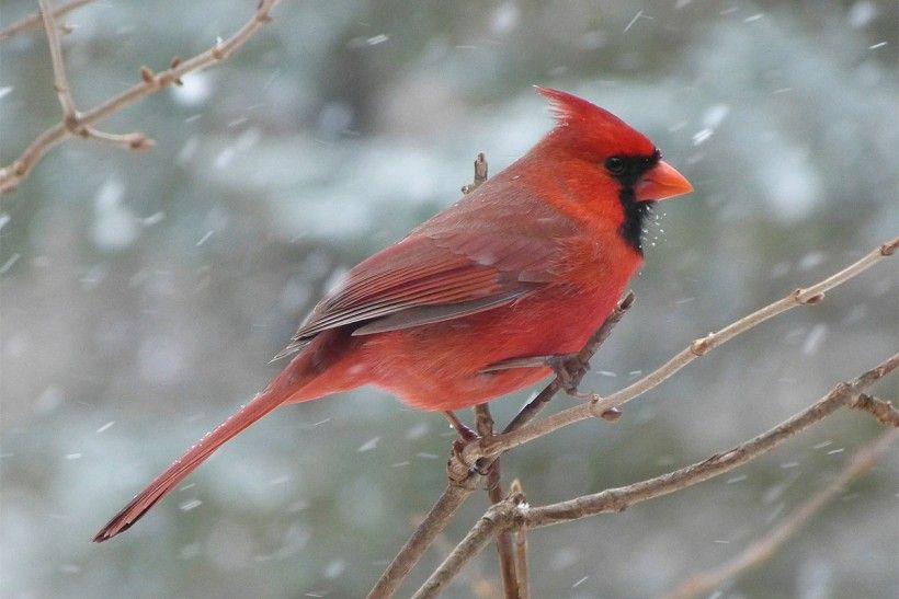 cardinal in snow