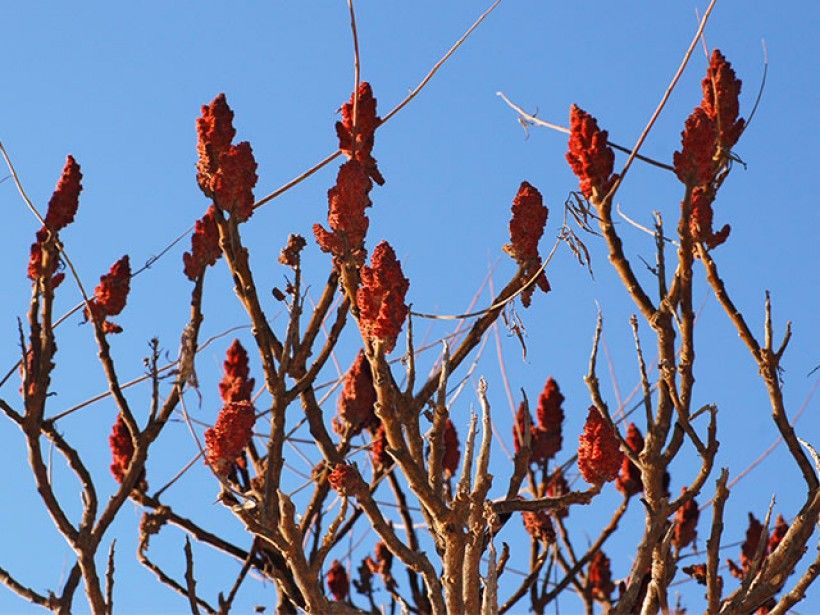 staghorn sumac