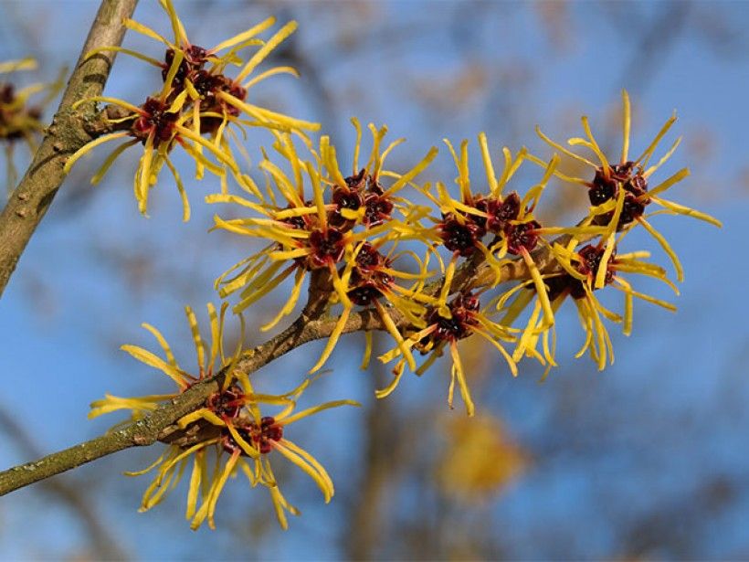 witch hazel