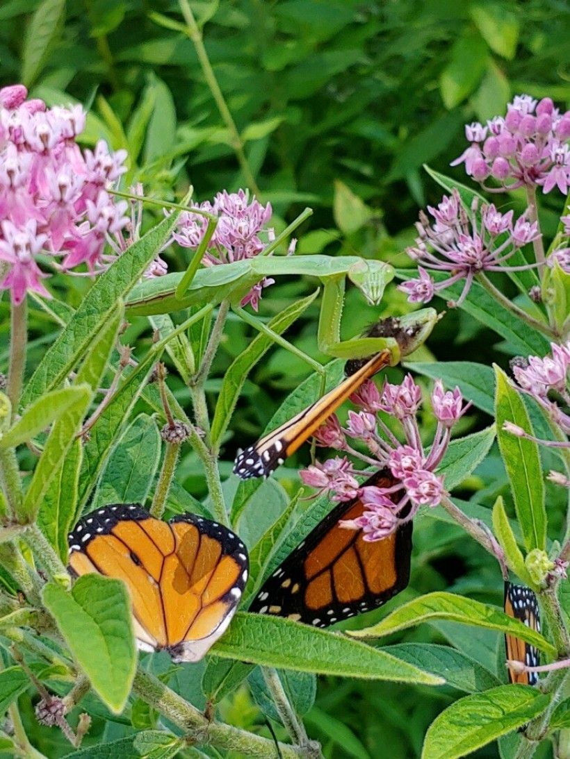 Chinese mantis (Tenodera sinensis) feeding on a monarch butterfly. Image: Kevin Fryberger, Natural Resource Manager, Brandywine Conservancy. Chinese mantis (Tenodera sinensis) feeding on a monarch butterfly. Image: Kevin Fryberger, Natural Resource Manager, Brandywine Conservancy.