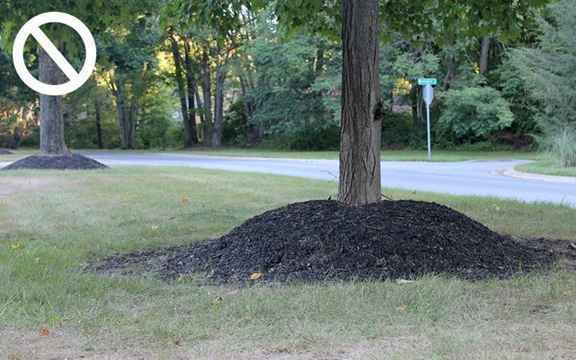 bad tree mulching