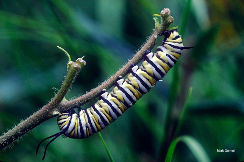 Caterpillar. Photo by Mark Gormel