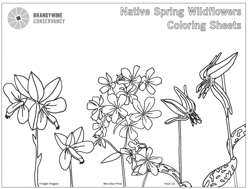 native wildflower coloring sheet