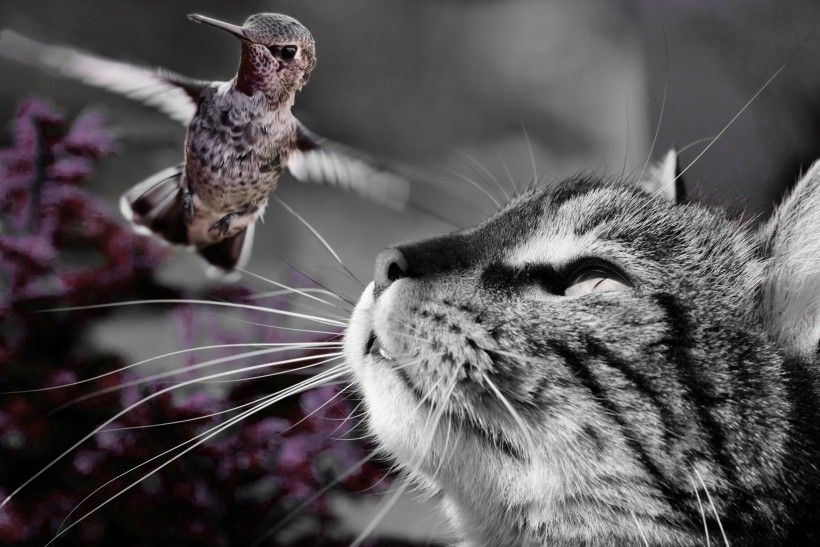 Cat and bird