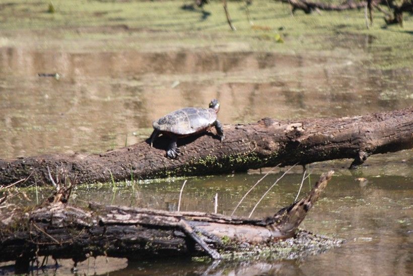 painted turtle