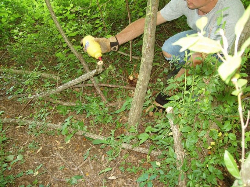 Then "paint" the cut stem with concentrated glyphosate. Our Preserve Managers use mustard bottles to apply the herbicide. Be sure to wear gloves.