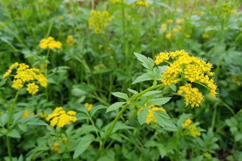 Zizia plants growing at Penguin Court